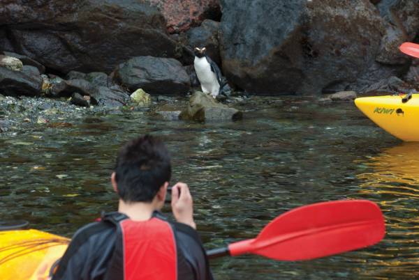 Cruise Kayak Milford Sound 1 Medium