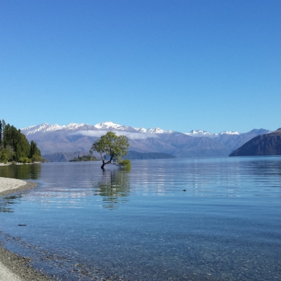 Wanaka The Tree Medium 14 Days Southern Scenic 