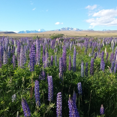 Mt Cook Lupins Medium 9 Days Southern Circle with TranzAlpine Train 