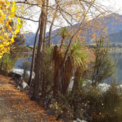 Wanaka autumn colours Medium 9 Days Southern Circle with TranzAlpine Train 